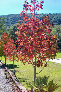 Chale Dos Platanos Gramado Exterior foto